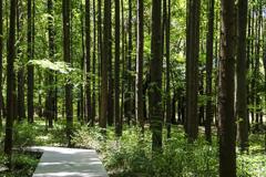 杉木种植技术,杉树栽培方法